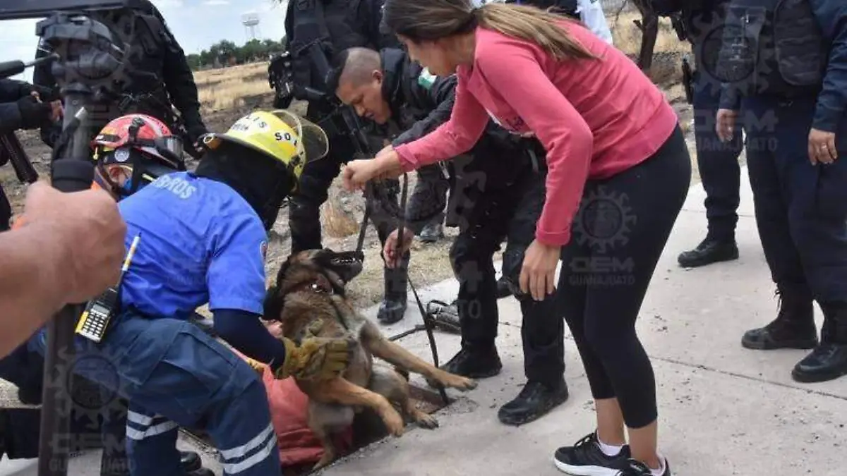 Rescatan-a-perrita-perdida-en-Cuarto-Cinturón-Vial (3)